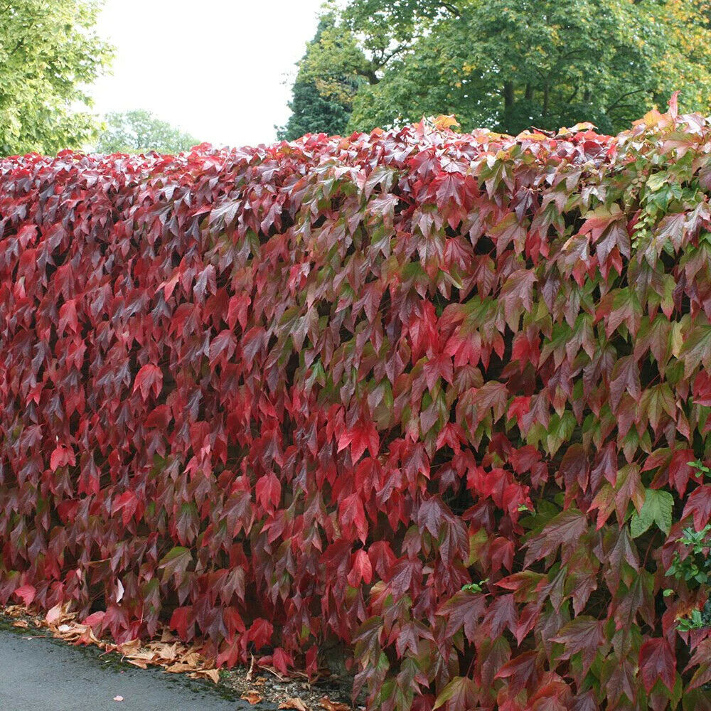 Boston Ivy | Parthenocissus Tricuspidata | 20+ seeds | Japanese Ivy