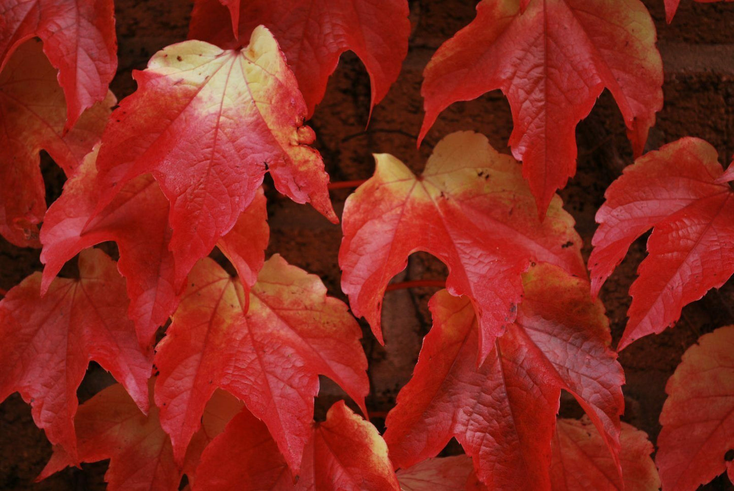 Boston Ivy | Parthenocissus Tricuspidata | 20+ seeds | Japanese Ivy
