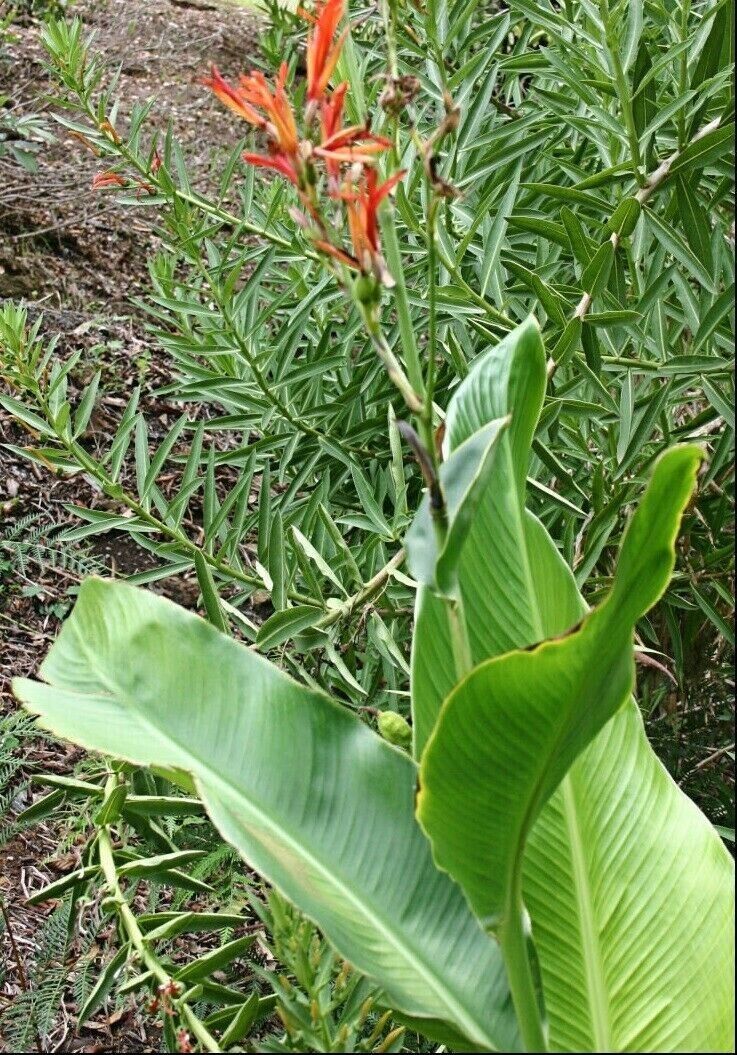Canna Lily "Tuerckheimii Giant" 10 seeds ORGANIC - own crop