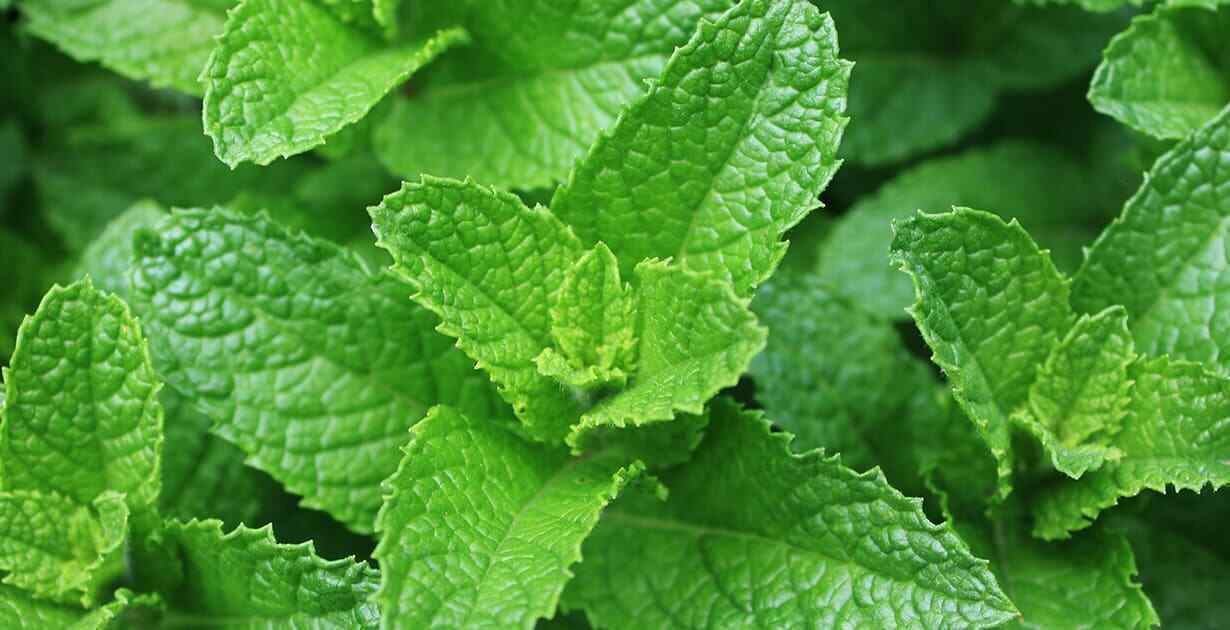 Mint Spearmint (Mentha Spicata) Mojito Organically Grown. Same Day Dispatch