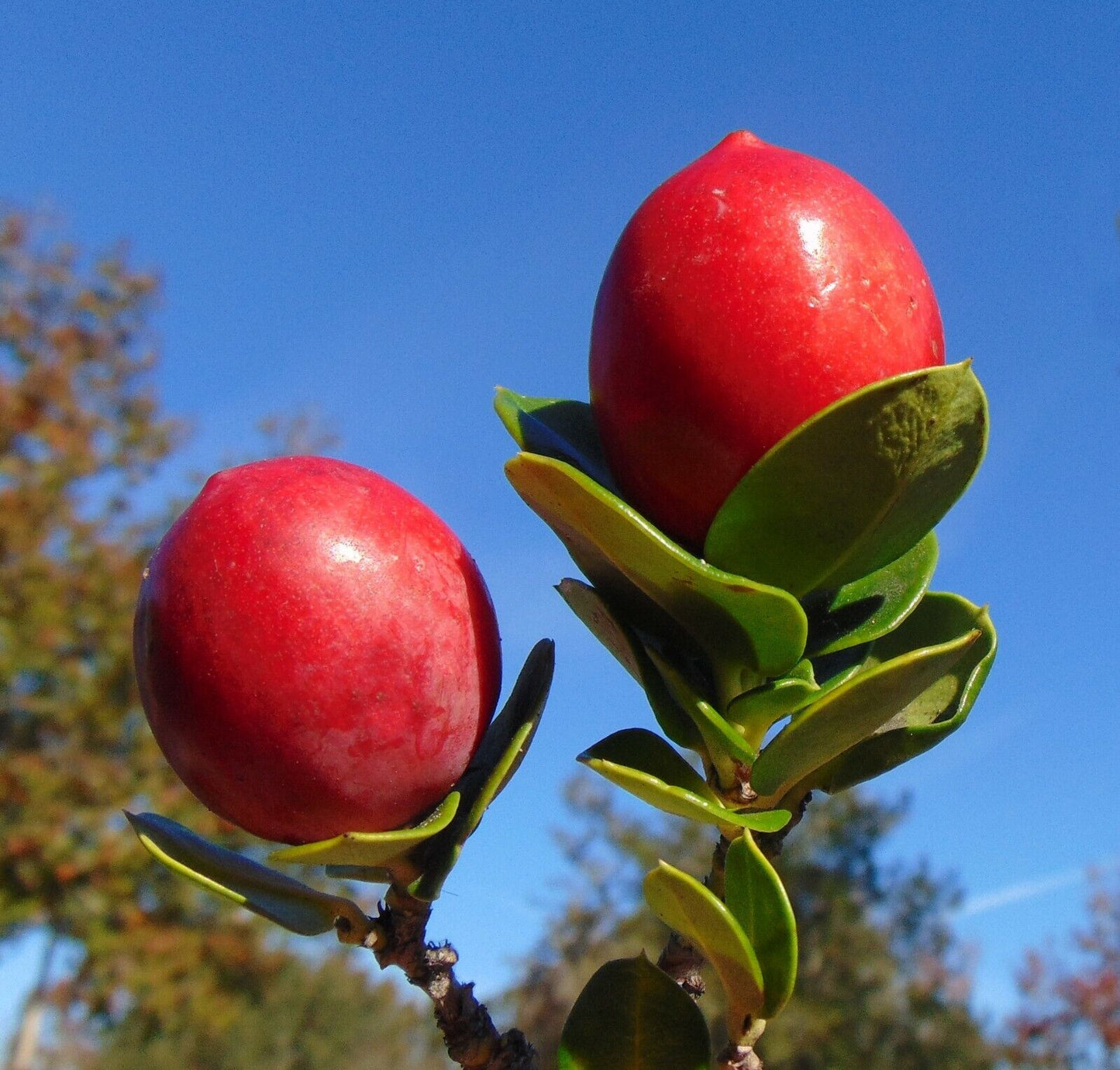 Natal Plum (Carissa Macrocarpa) | 20+ seeds