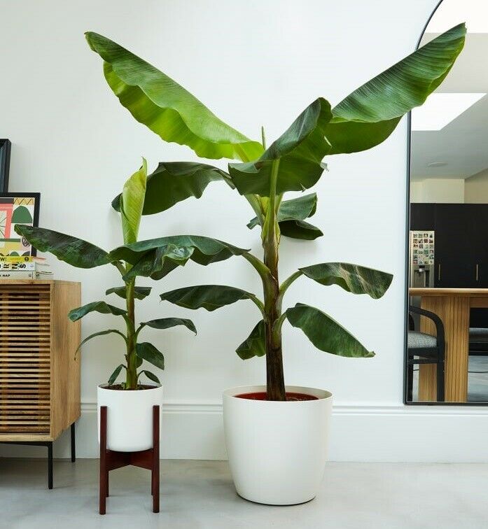 Musa Thomsonii | Thomsons Banana | 10 seeds