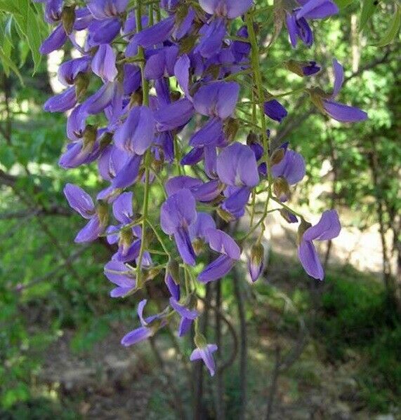 Tree Wisteria (Bolusanthus Speciosus) 15+ seeds | Bonsai