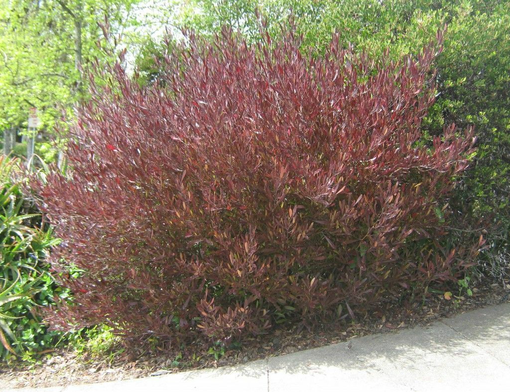 Purple Hop Bush Dodonaea Viscosa Purpurea 20+ seeds