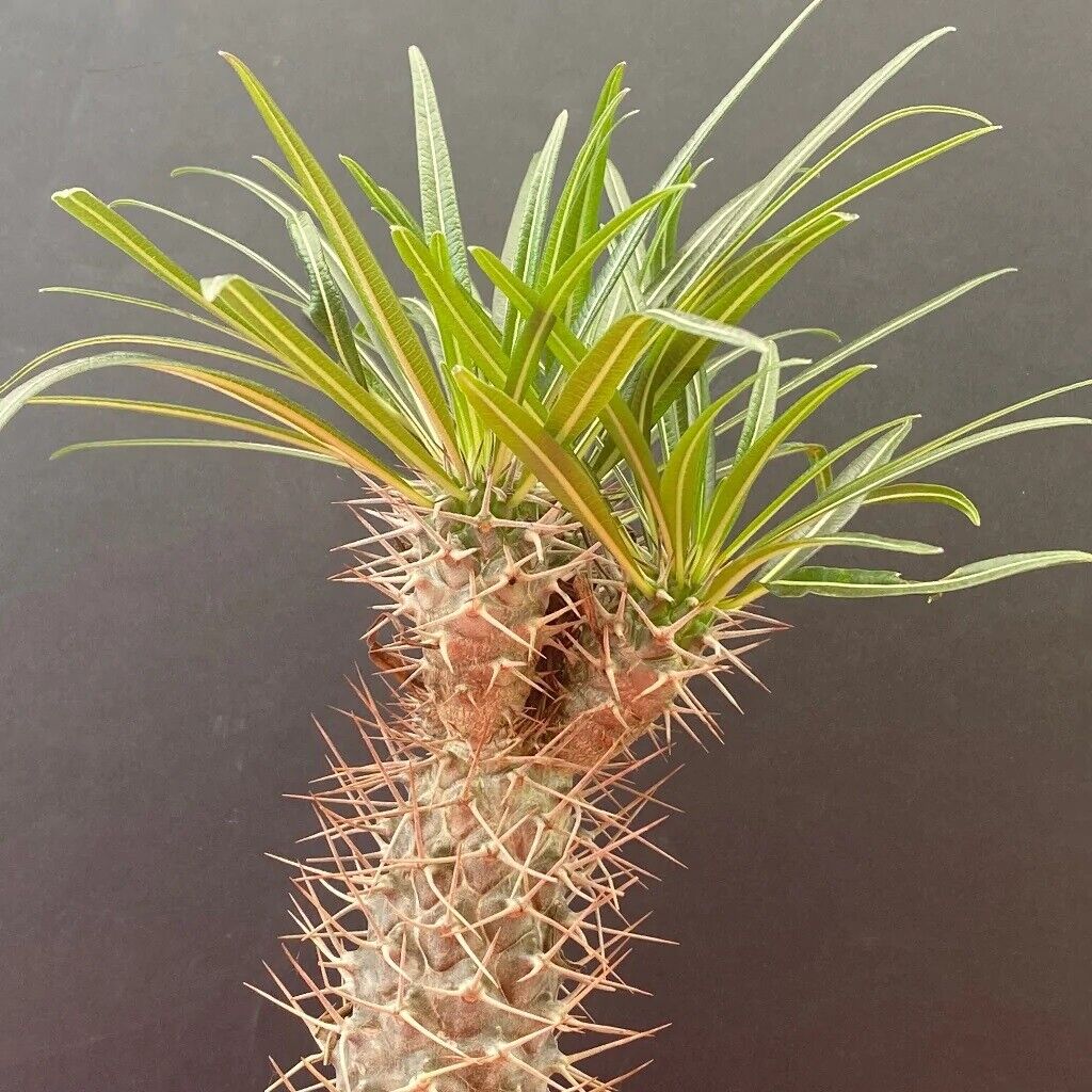 Pachypodium Geayi Elephant's Foot | 20+ seeds | Madagascar Palm