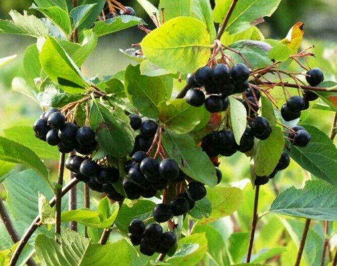 Black Chokeberry (Aronia Melanocarpa) 20+ seeds | UK Hardy