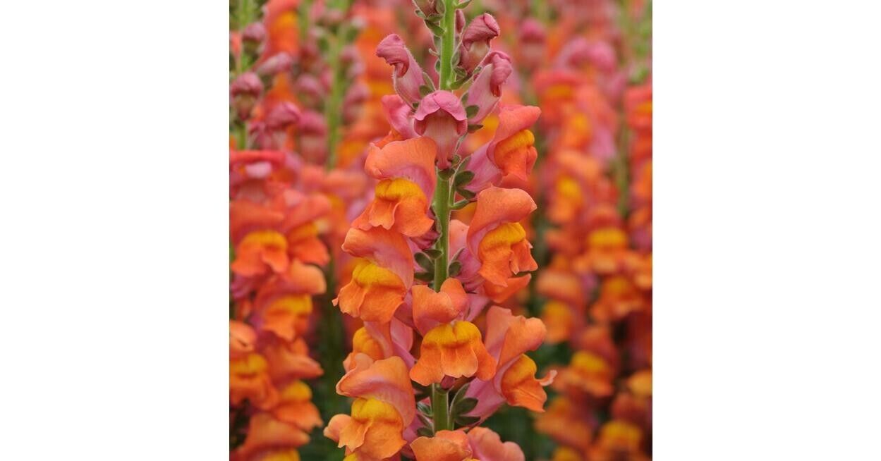 Antirrhinum Potomac Orange F1 | 20+ fresh seeds | Snapdragon