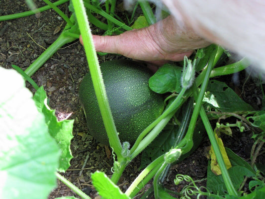 Gem Squash | 10+ seeds | UK 2023 organic harvest | Limited stock