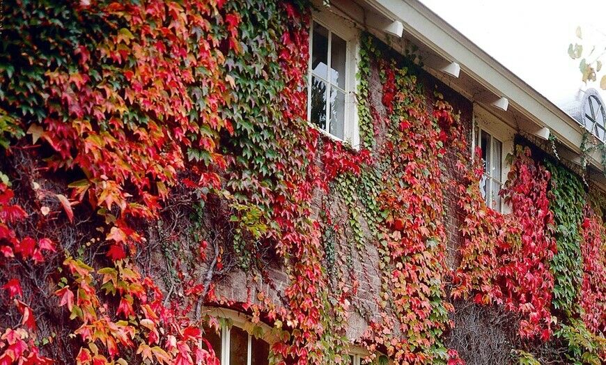 Boston Ivy | Parthenocissus Tricuspidata | 20+ seeds | Japanese Ivy