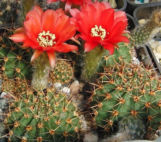 Lobivia Dobeana cactus | 20+ seeds | Red Flowers | Very Easy