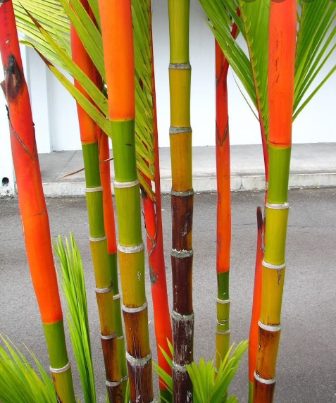 Lipstick Palm (Cyrtostachys Renda) | 10+ seeds | Same Day Dispatch
