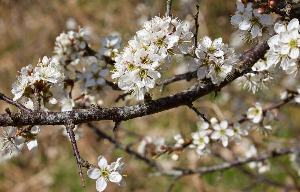 Blackthorn Prunus Spinosa 25+ seeds | Sloe Berry Gin | Hardy