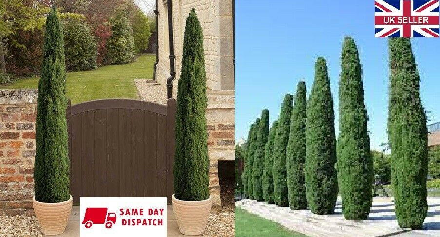 Italian Cypress (Cupressus Sempervirens Stricta) | 50+ seeds