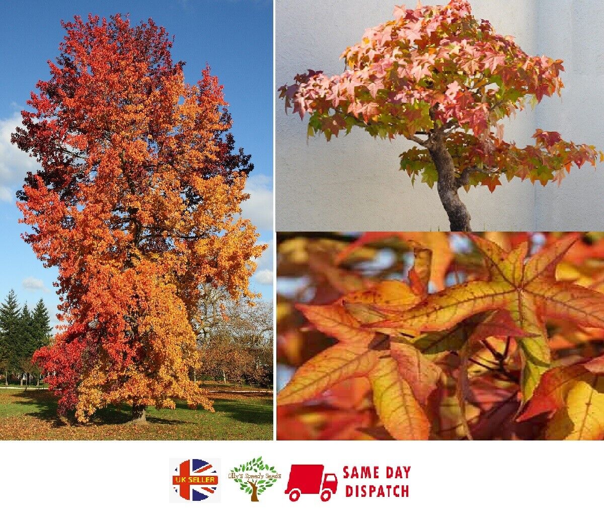 Chinese Sweet Gum (Liquidambar Formosana) | Rare | 20+ seeds