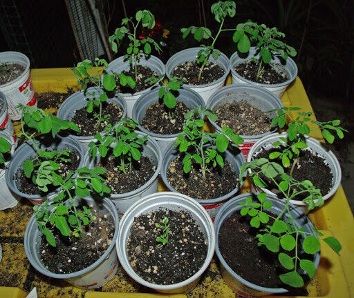 Moringa Oleifera "Drumstick tree" 30 fresh seeds. Fast Growing Same Day Dispatch