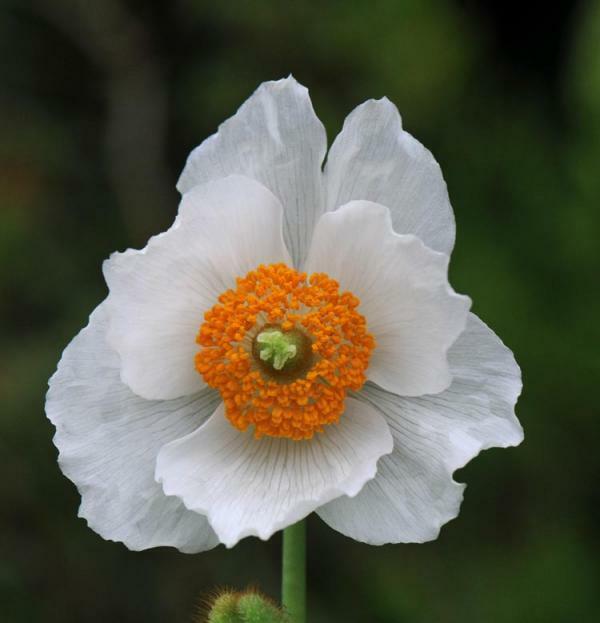 White Himalayan Poppy | Meconopsis Baileyi Alba | | 20+ seeds