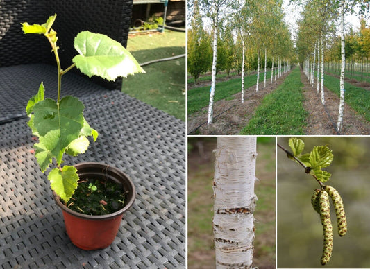 Silver Birch Tree in 9cm pot | Organic | Hardy Fast Growing | Same Day Dispatch