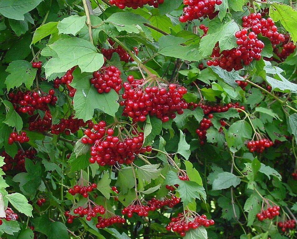 Guelder Rose (Viburnum Opulus) | 25 seeds | Bees and Birds | Same Day Dispatch