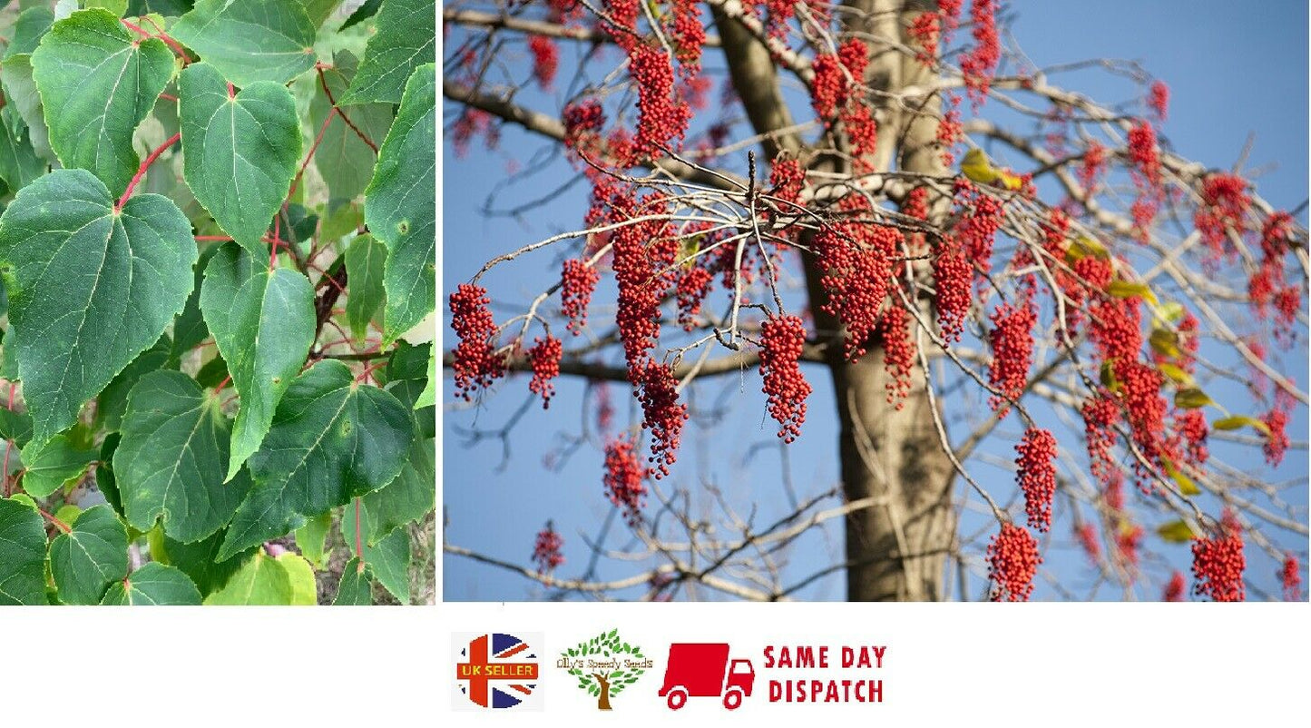 Chinese Wonder Tree (Idesia Polycarpa) Igiri. RARE 25+ seeds