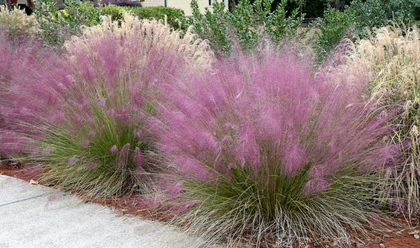 Muhly Grass Pink Cloud (Muhlenbergia Capillaris) 20+ seeds