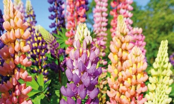 Lupin - 100+ fresh seeds | Russell Mix | RHS Gold Medal | Same Day Dispatch