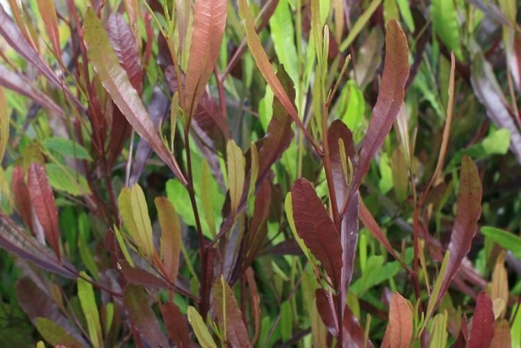 Purple Hop Bush Dodonaea Viscosa Purpurea 20+ seeds
