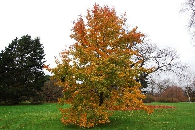 Chinese Sweet Gum (Liquidambar Formosana) | Rare | 20+ seeds