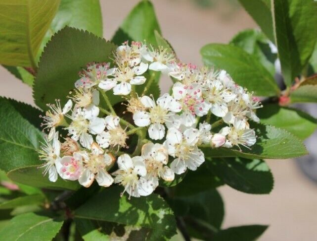 Black Chokeberry (Aronia Melanocarpa) 20+ seeds | UK Hardy