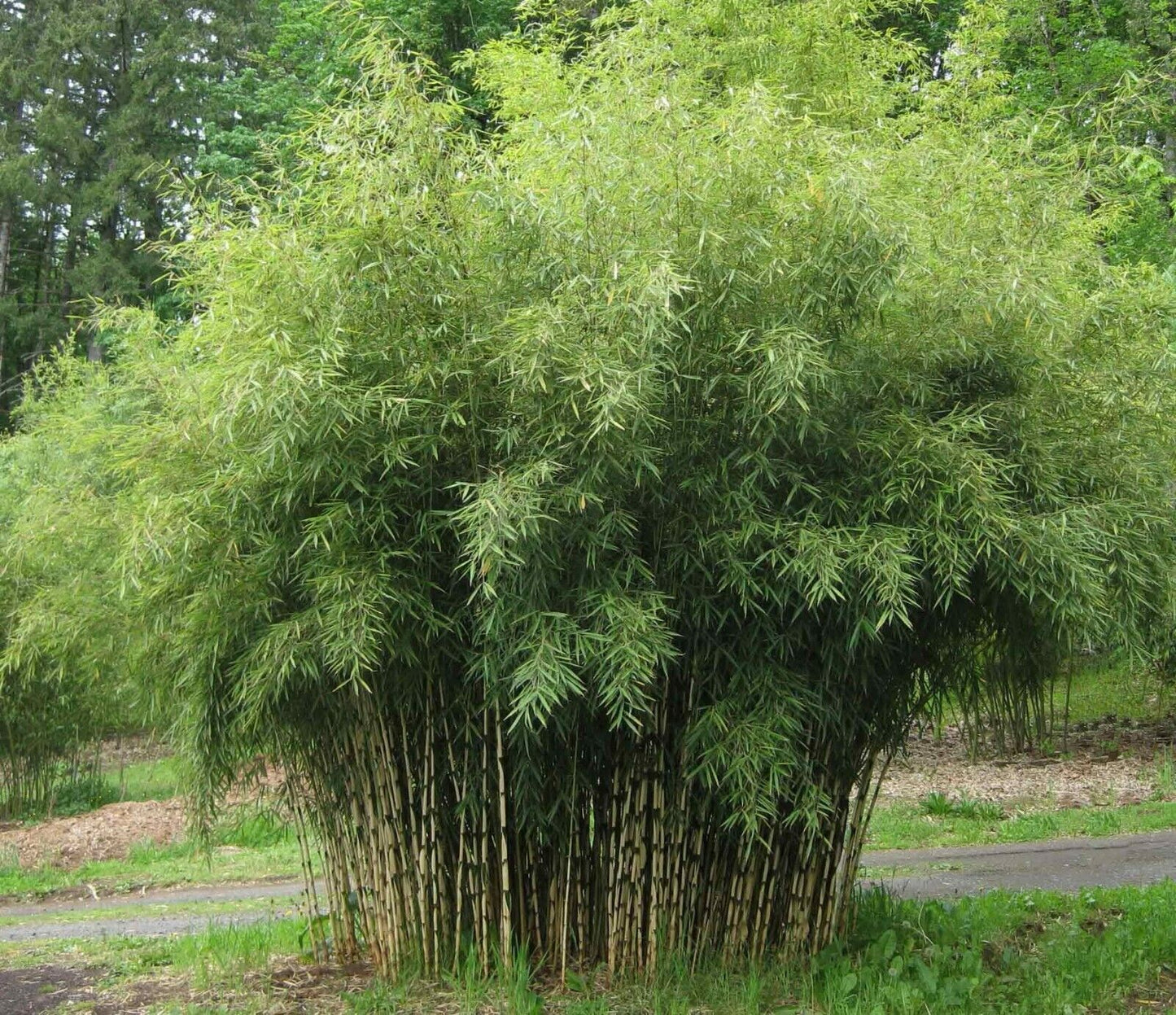 Fargesia Yunnanensis (Borinda) Bamboo | 10 Seeds | Hardy