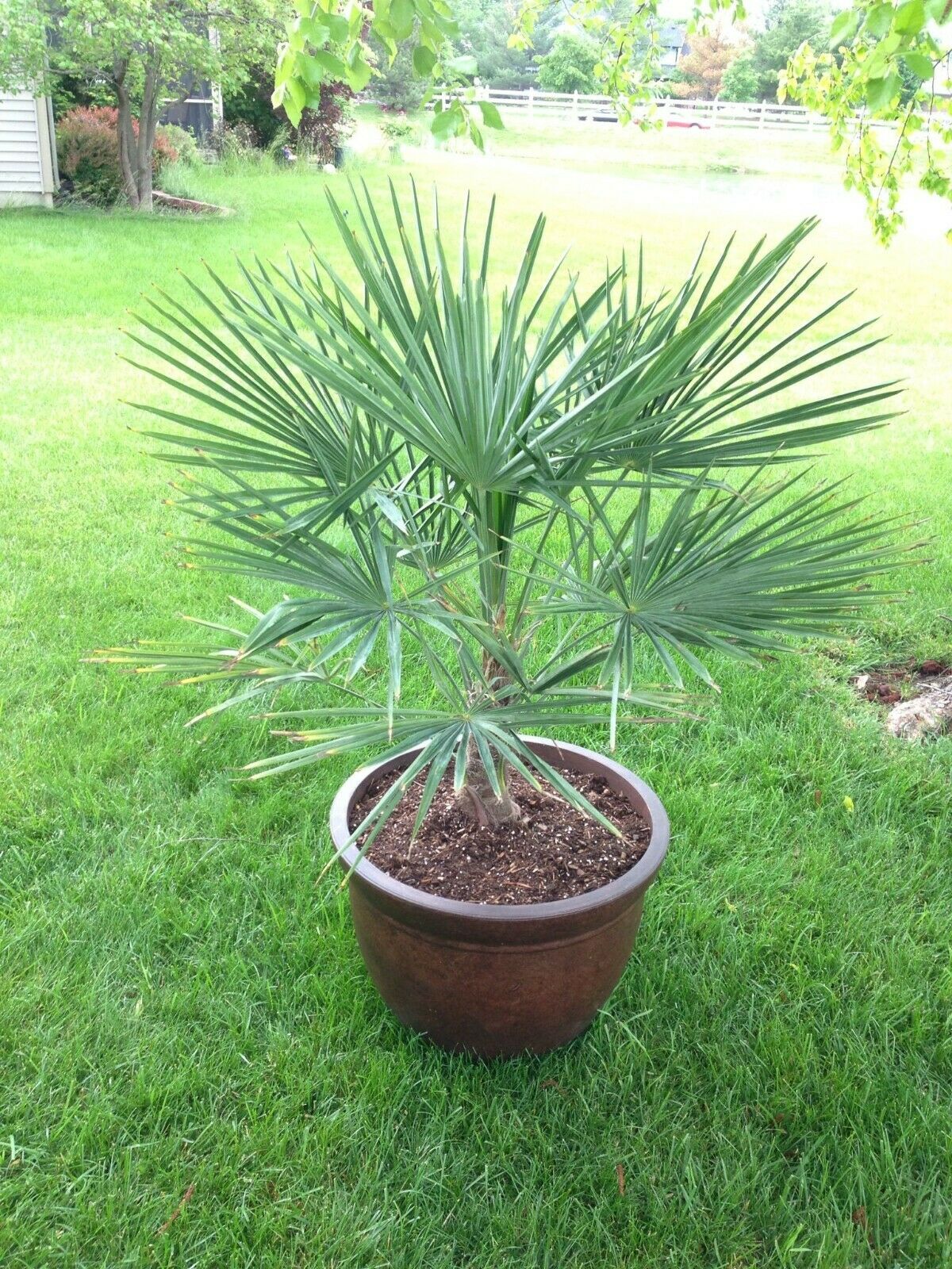Windmill Palm Trachycarpus Fortunei 20+ seeds | Cold Hardy