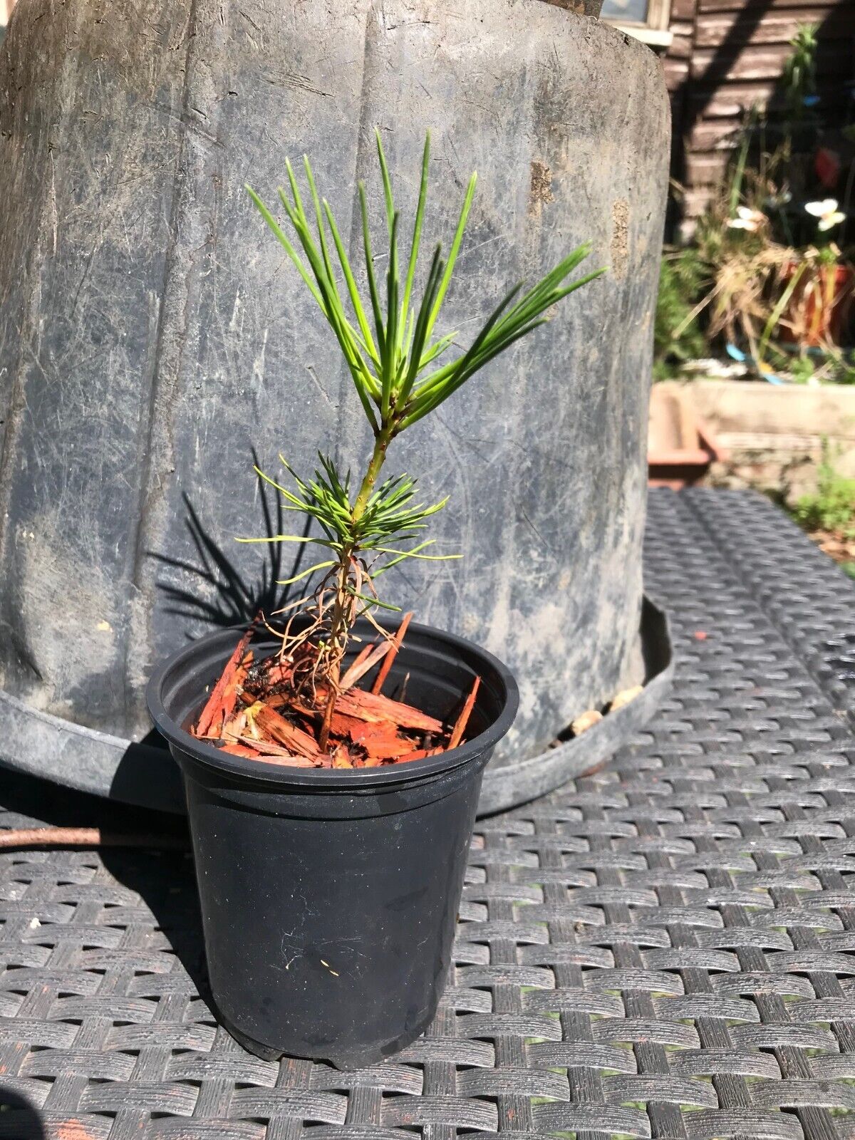 Japanese Black Pine | 9cm Pot | Bonsai | 18m old | Same Day Dispatch