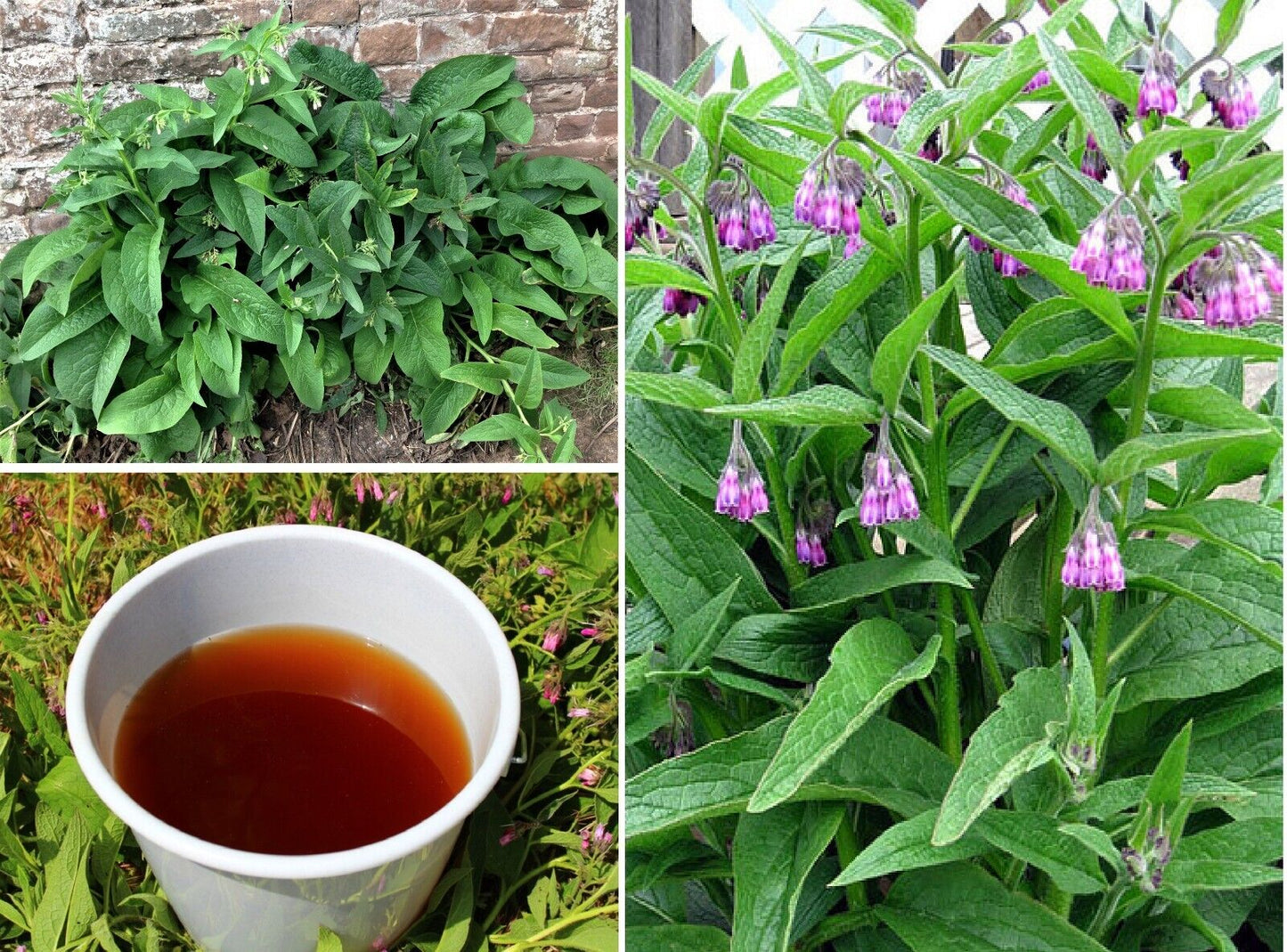 Comfrey | 25+ seeds | Great Fertiliser and Green Manure