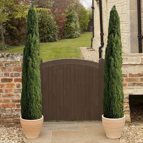 Italian Cypress (Cupressus Sempervirens Stricta) | 50+ seeds