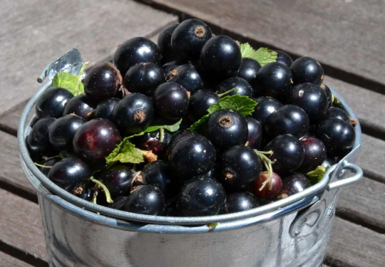 Blackcurrant "Ben Hope" | 100+ seeds | Organic - Own Stock | Same Day Dispatch