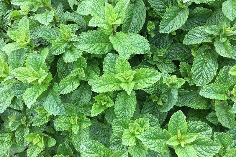Mint Spearmint (Mentha Spicata) Mojito Organically Grown. Same Day Dispatch
