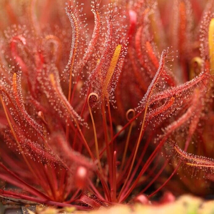 Cape Sundew (Drosera Capensis Red) | 30 seeds | Carnivorous | Same Day Dispatch