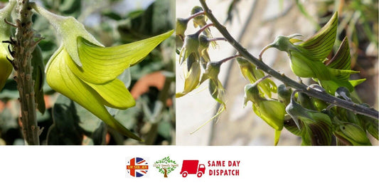 Green Birdflower (Crotalaria Cunninghamii) | 5+ seeds