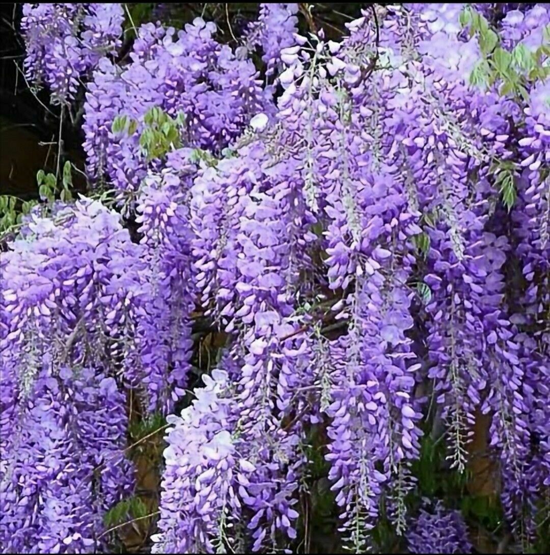 Chinese Wisteria (Wisteria Sinensis) | 5 large seeds | Climber