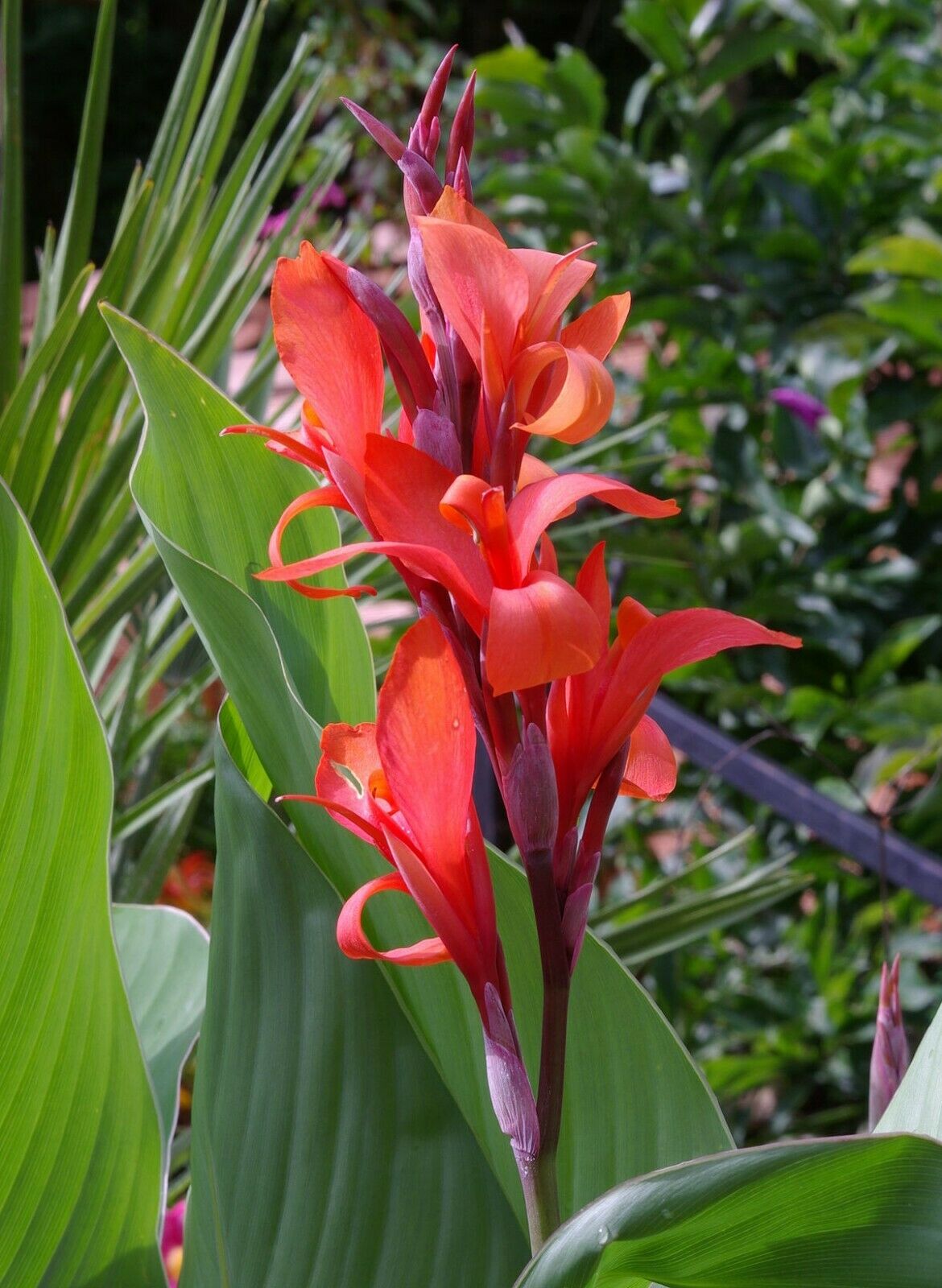 Canna Lily mix | 9 fresh Seeds - Red, Orange & Giant !