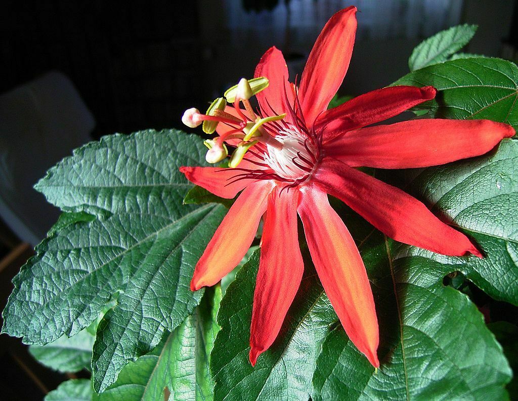 Red Passion Flower (Passiflora Manicata) | 15+ seeds | Rare