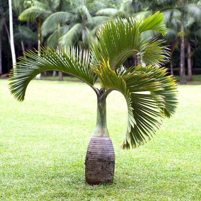 Bottle Palm (Hyophorbe Lagenicaulis) | 5 fresh seeds