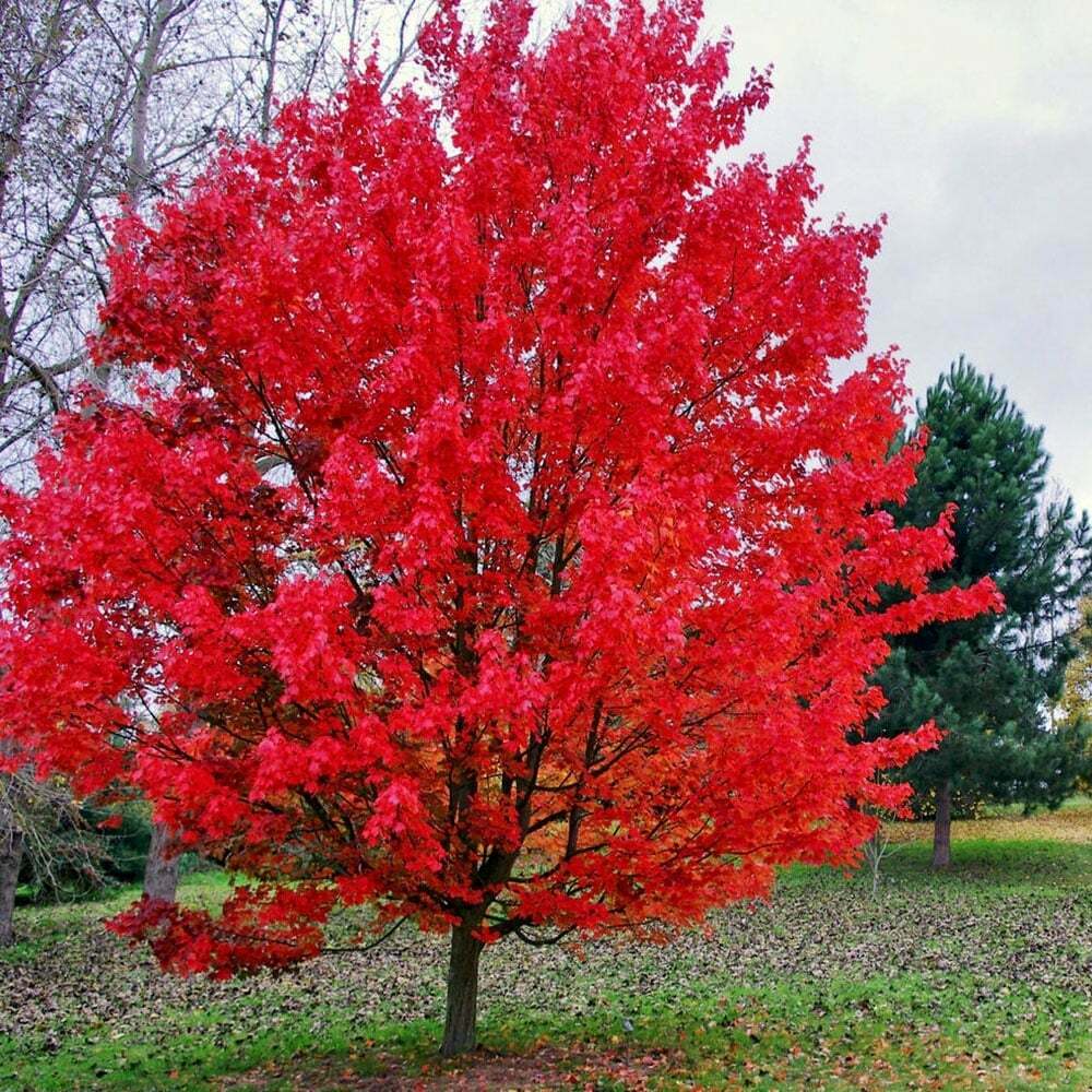Red Maple Tree (Acer Rubrum) 20 seeds | Bonsai | Same Day Dispatch