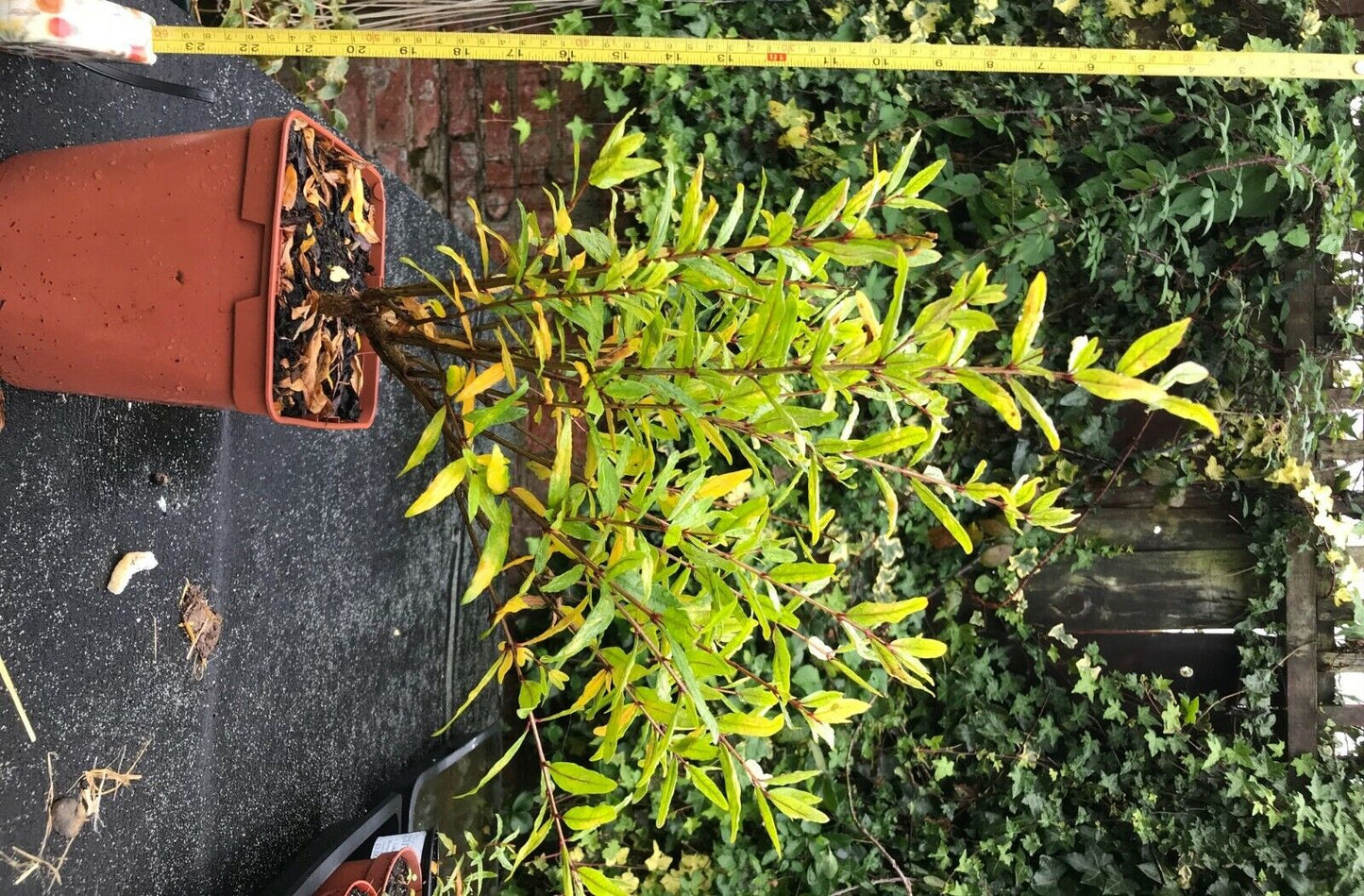 Dwarf Pomegranate (Punica Granatum) 25+ seeds | UK Hardy