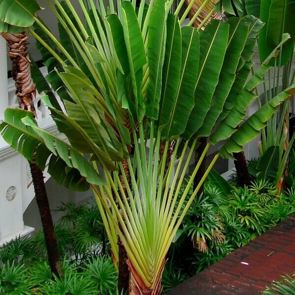 Travellers Palm Tree (Ravenala Madagascariensis) Rare 10 seeds Same Day Dispatch