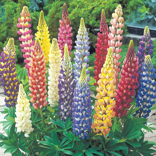Lupin - 100+ fresh seeds | Russell Mix | RHS Gold Medal | Same Day Dispatch