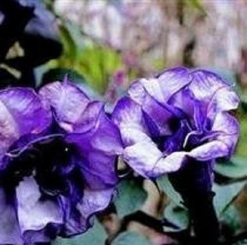 Datura - Double Blue | Stunning | 5+ fresh seeds