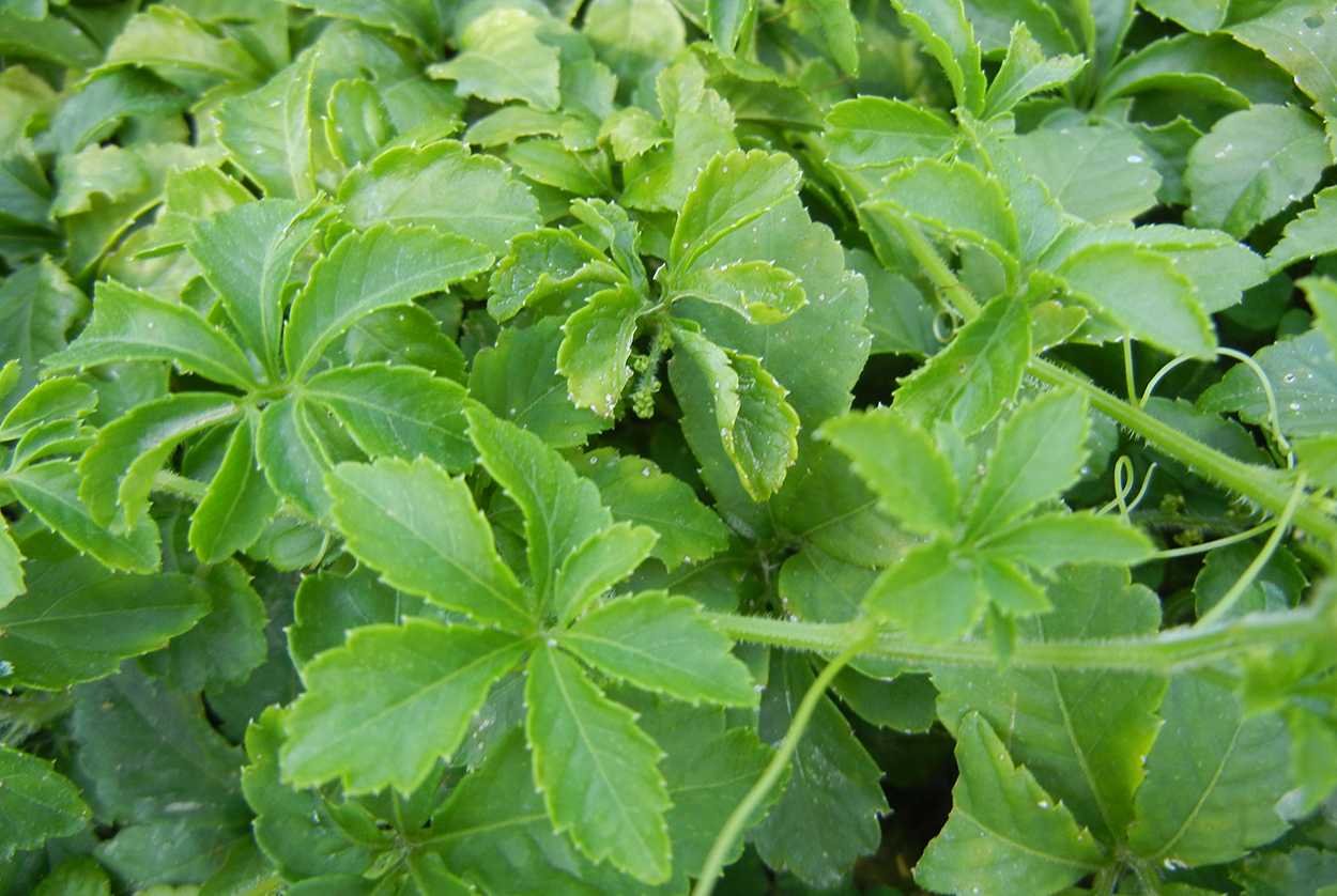 Jiaogulan | 25+ Seeds Gynostemma Pentaphyllum 绞股蓝 | Herbal Tea