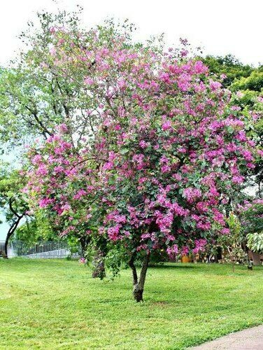 Purple Orchid Tree (Bauhinia Purpurea) | 20+ Seeds | Bonsai