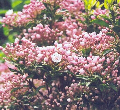 Mountain Laurel (Kalmia Latifolia) | 50+ seeds | UK Hardy | Rare|
