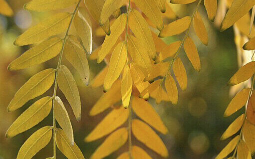 Honey Locust (Gleditsia Triacanthos) 20+ seeds | Fast Growing